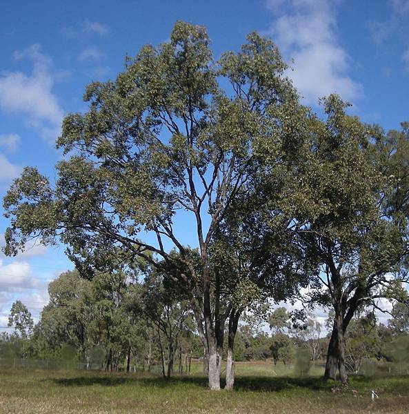 Eucalyptus_populnea_tree