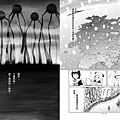 臉譜2022.12_瑪莉的音樂盒-P.024-031-1校_頁面_4.jpg