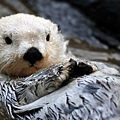 Arctic-Sea-Otter