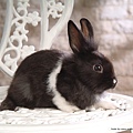 [wall001_com]_grey_rabbit_photo_wallpaper_83768