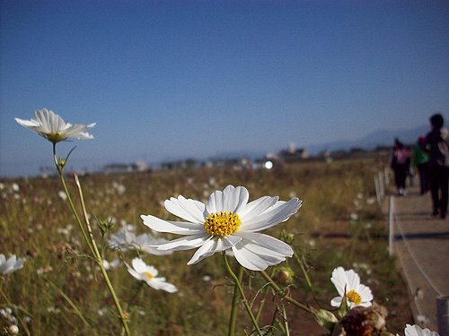 花