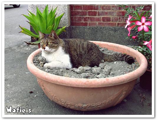 Cat in the pot.