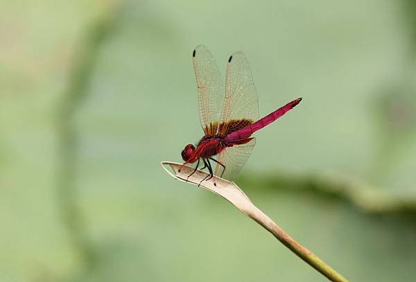 IMG_9142a紫紅蜻蜓