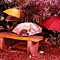 三支雨傘與貓