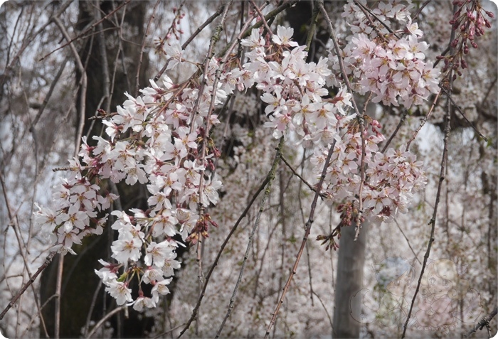 嵐山公園 嵐山公園