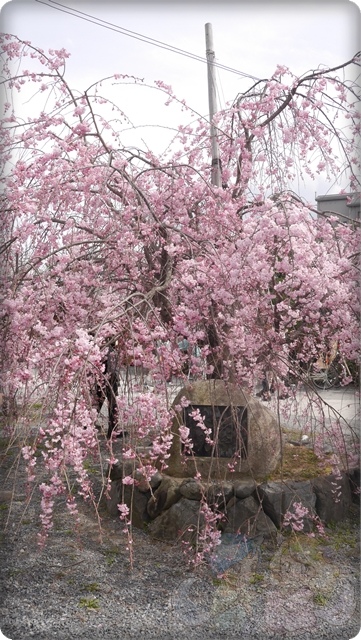 嵐山公園 嵐山公園