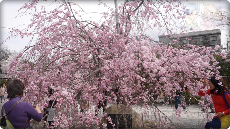 嵐山公園 嵐山公園
