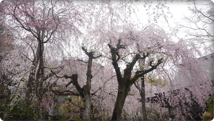 天龍寺 天龍寺