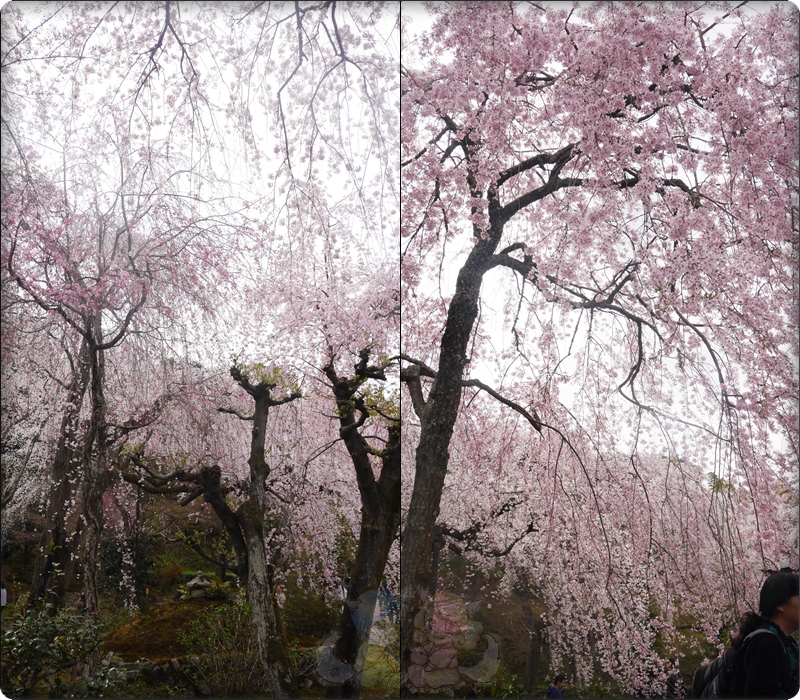 天龍寺 天龍寺