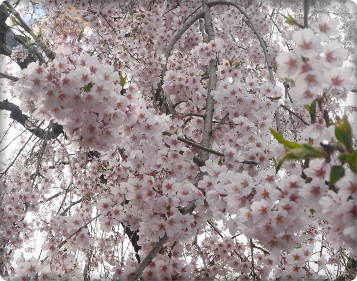 天龍寺