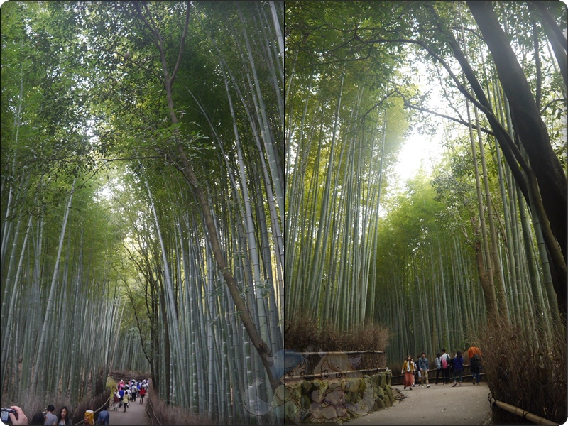 竹林之道 竹林之道