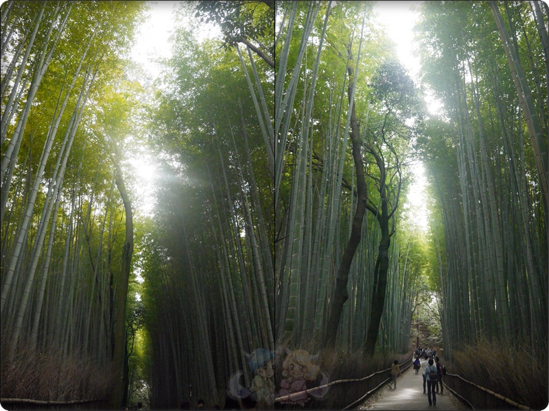 竹林之道 竹林之道