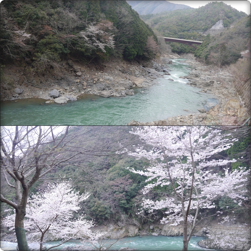 在嵐山觀光小火車上 在嵐山觀光小火車上