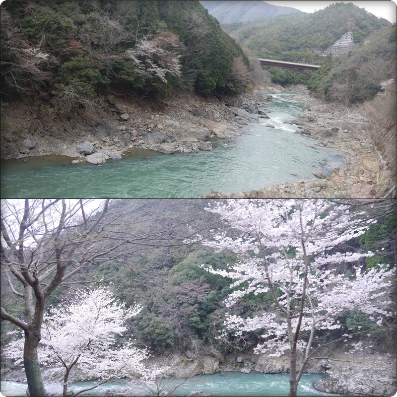 在嵐山觀光小火車上