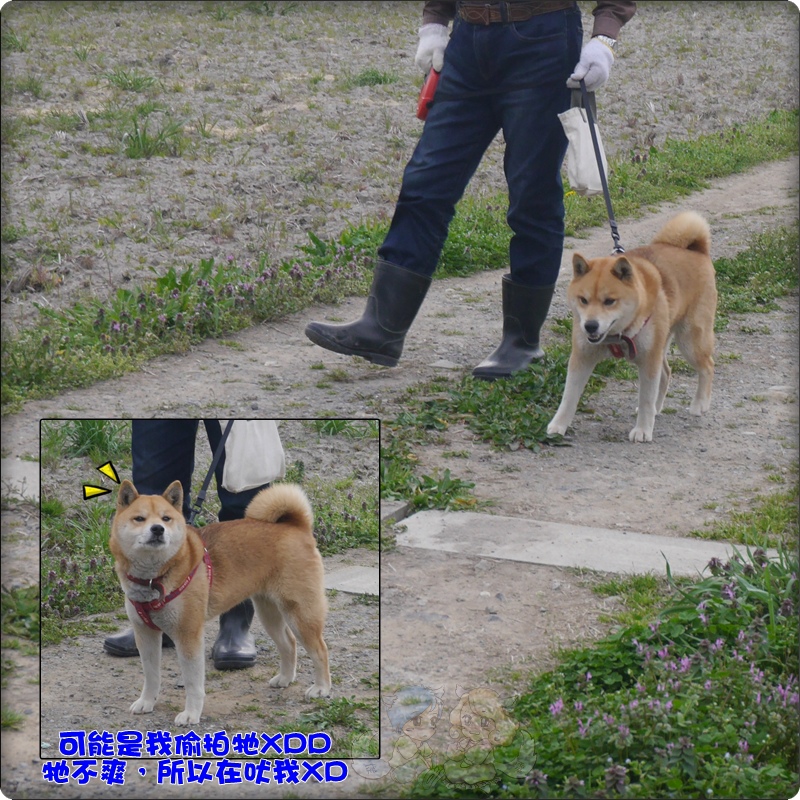 柴犬 柴犬
