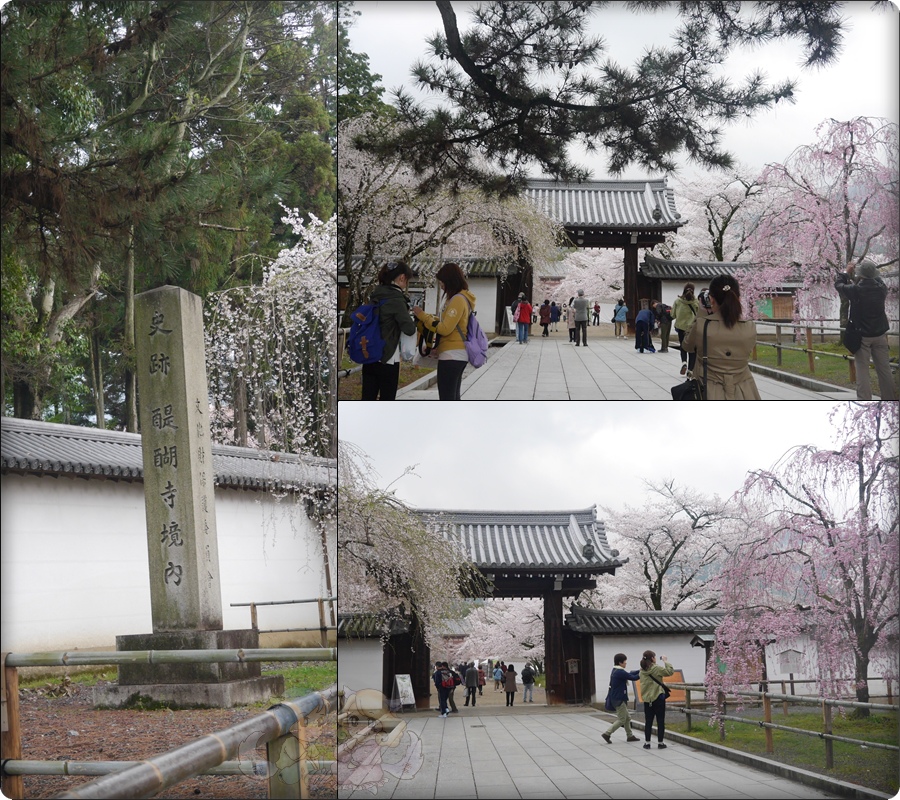 我心心念念的『醍醐寺』阿阿阿阿