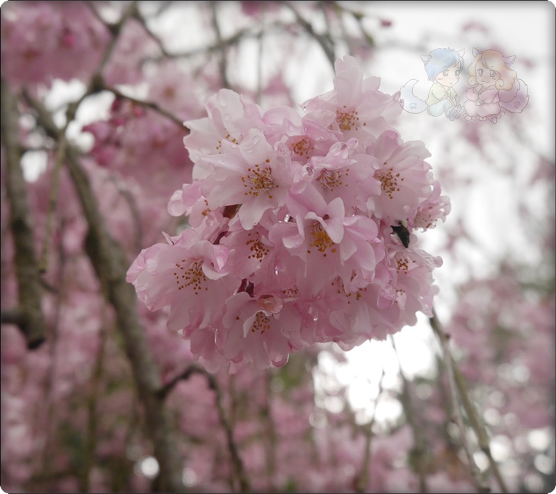 醍醐寺 醍醐寺