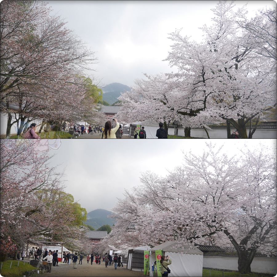 醍醐寺 醍醐寺