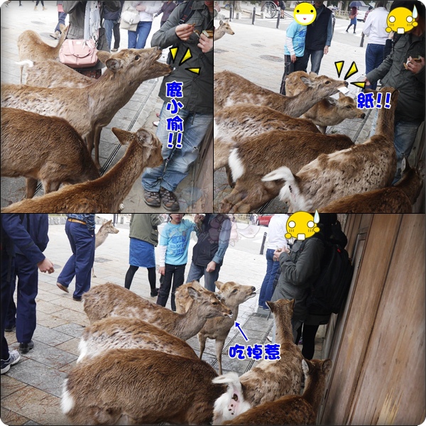 鹿 鹿