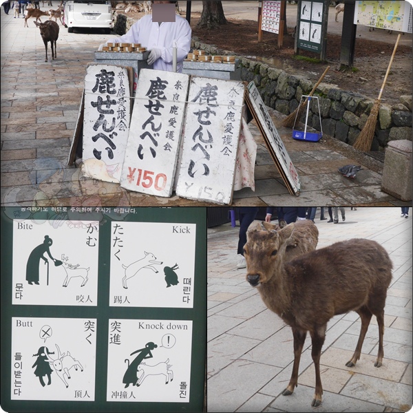 鹿 鹿