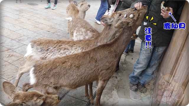 鹿 鹿