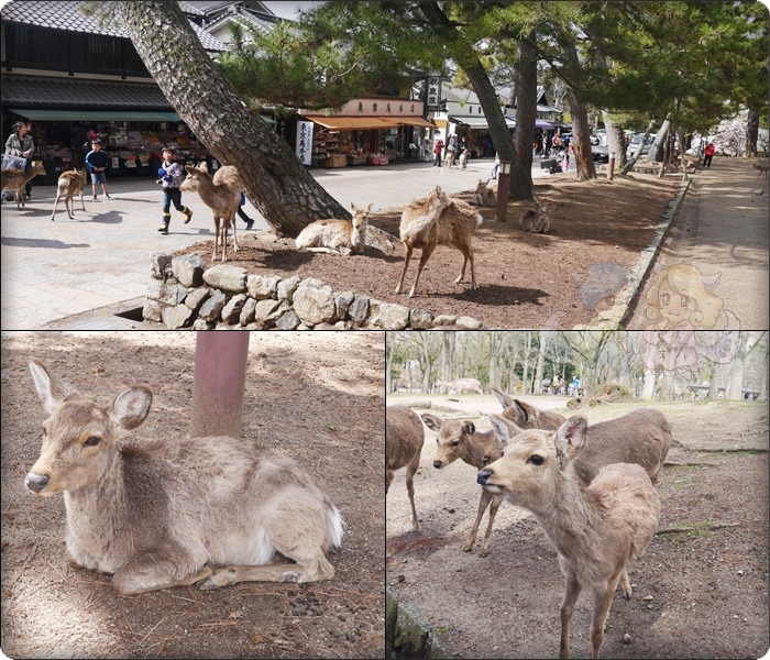 鹿 鹿