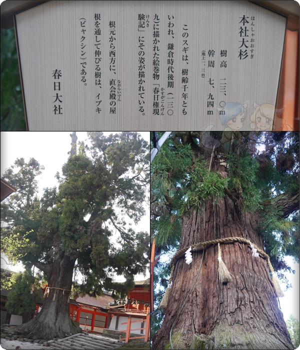 大杉 大杉