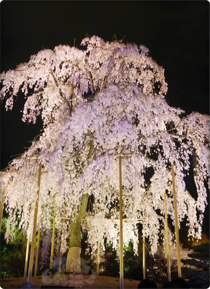 東寺夜桜