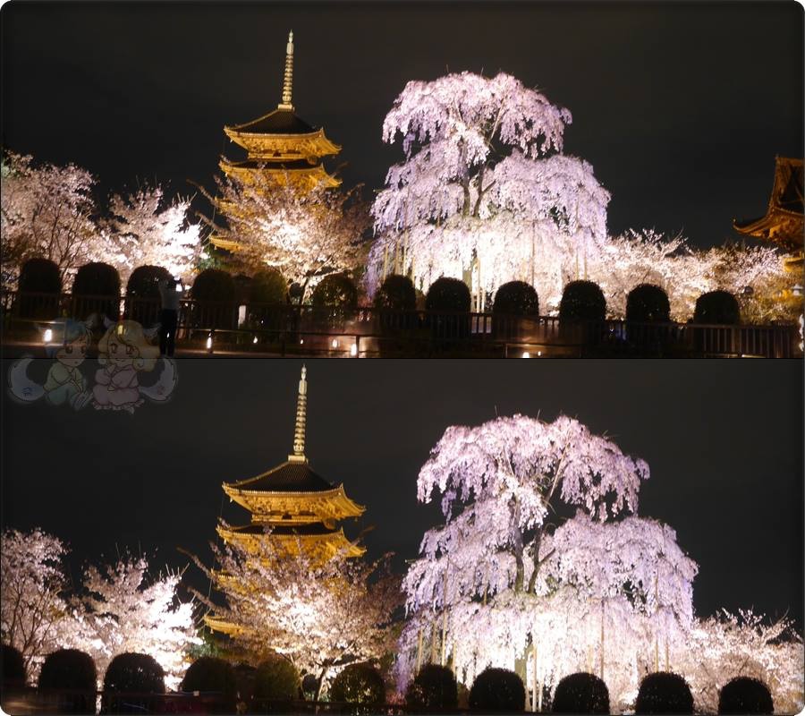 東寺夜桜