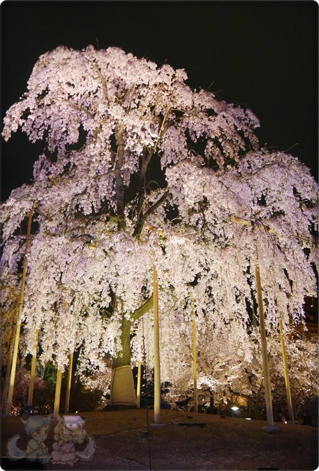 東寺夜桜 東寺夜桜