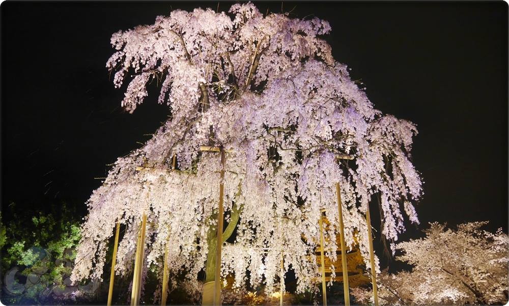 東寺夜桜