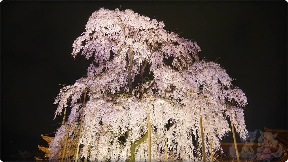 東寺夜桜