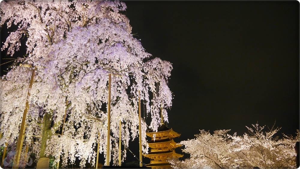 東寺夜桜 東寺夜桜