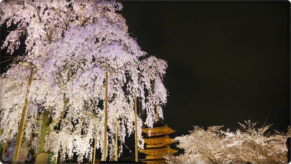 東寺夜桜