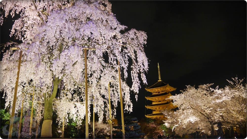 東寺夜桜 東寺夜桜