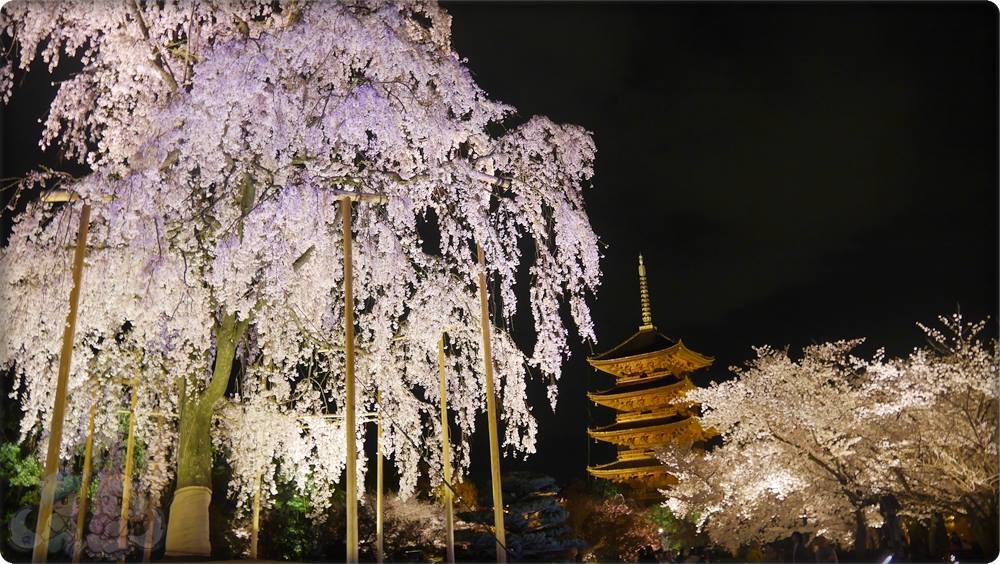 東寺夜桜