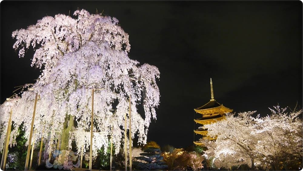 東寺夜桜