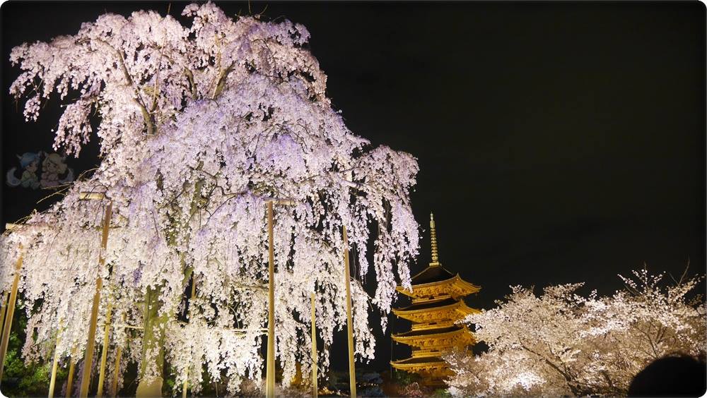 東寺夜桜 東寺夜桜