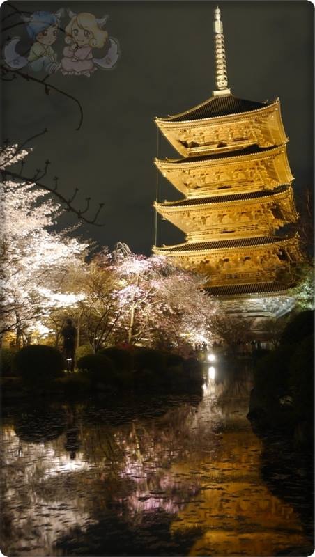 東寺夜桜 東寺夜桜