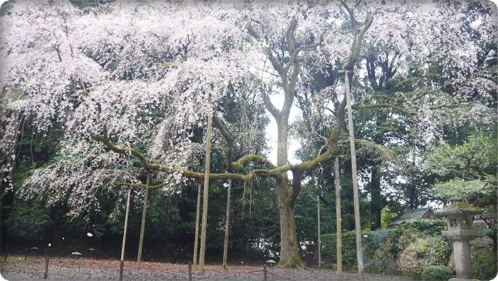 醍醐寺