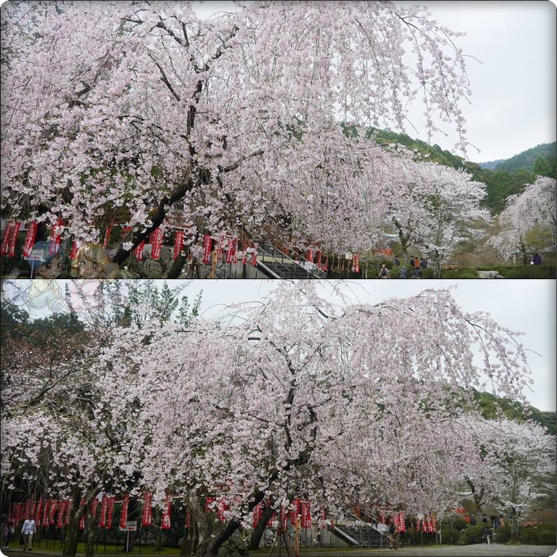 醍醐寺