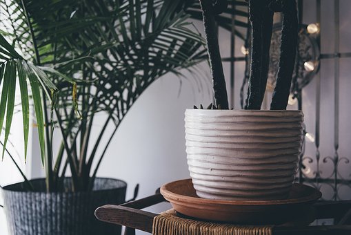 bamboo-plant.jpg bamboo-plant.jpg