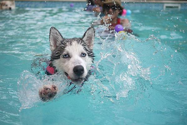dog-168815_1280.jpg dog-168815_1280.jpg