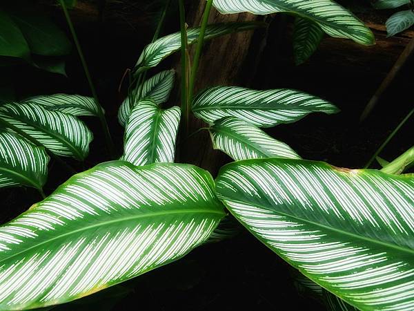 calathea-ornata-142705_960_720.jpeg