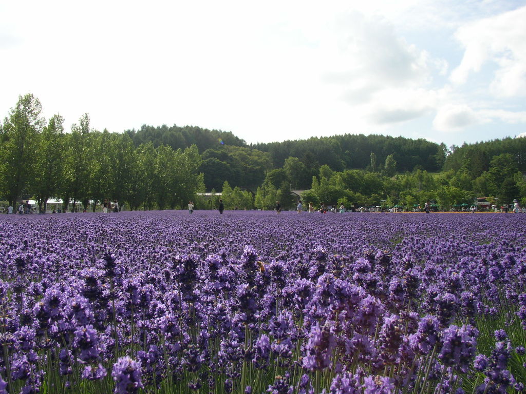 ファーム富田 ( 北海道 )