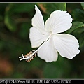 20100403Flower.jpg