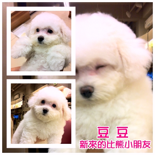 比熊新同學_豆豆01