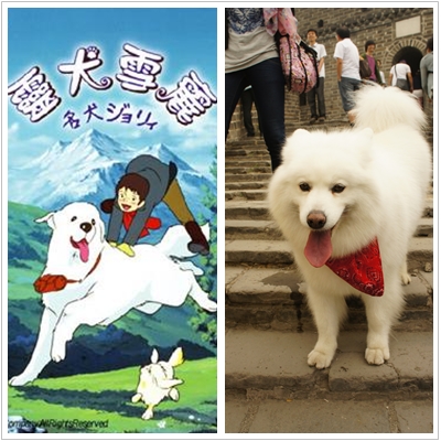 靈犬雪莉 爬慕田峪長城 Familydog宜家宜犬寵物幼稚園 痞客邦