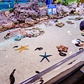 美之海水族館336.jpg