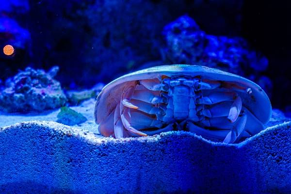 美之海水族館369.jpg